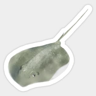 Southern Stingray Sticker